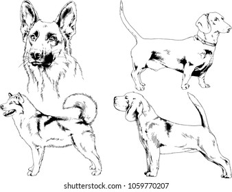 vector drawings sketches pedigree dogs in the racks drawn in ink by hand , objects with no background
