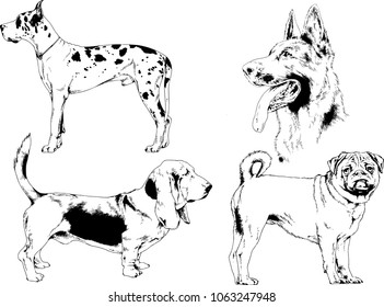 vector drawings sketches pedigree dogs in the racks drawn in ink by hand , objects with no background
