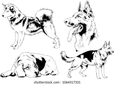 vector drawings sketches pedigree dogs in the racks drawn in ink by hand , objects with no background

