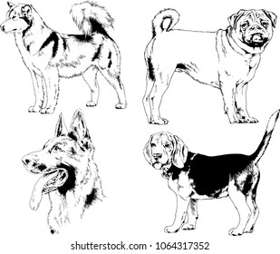 vector drawings sketches pedigree dogs in the racks drawn in ink by hand , objects with no background
