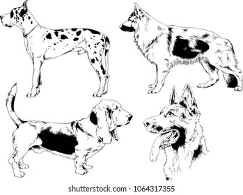 vector drawings sketches pedigree dogs in the racks drawn in ink by hand , objects with no background
