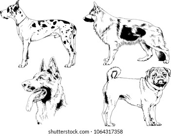 vector drawings sketches pedigree dogs in the racks drawn in ink by hand , objects with no background
