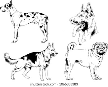 vector drawings sketches pedigree dogs in the racks drawn in ink by hand , objects with no background
