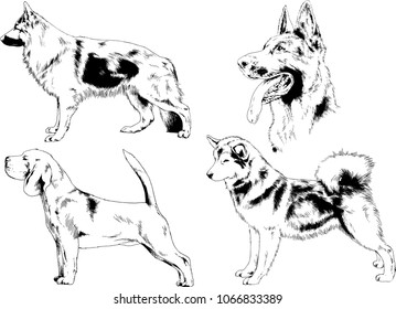 vector drawings sketches pedigree dogs in the racks drawn in ink by hand , objects with no background
