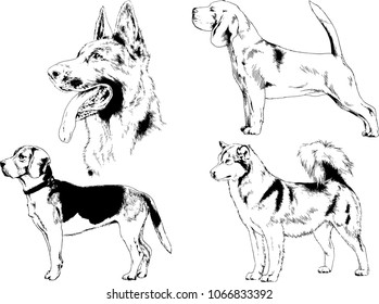 vector drawings sketches pedigree dogs in the racks drawn in ink by hand , objects with no background
