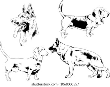 vector drawings sketches pedigree dogs in the racks drawn in ink by hand , objects with no background


