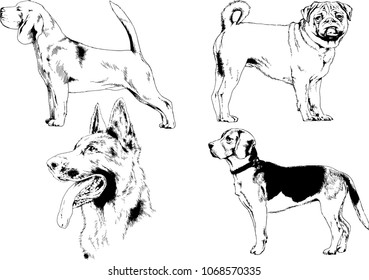 vector drawings sketches pedigree dogs in the racks drawn in ink by hand , objects with no background
