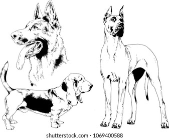 vector drawings sketches pedigree dogs in the racks drawn in ink by hand , objects with no background
