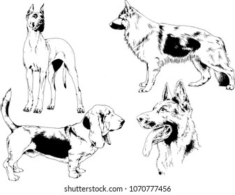 vector drawings sketches pedigree dogs in the racks drawn in ink by hand , objects with no background

