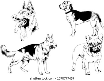 vector drawings sketches pedigree dogs in the racks drawn in ink by hand , objects with no background
