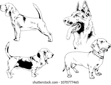 vector drawings sketches pedigree dogs in the racks drawn in ink by hand , objects with no background
