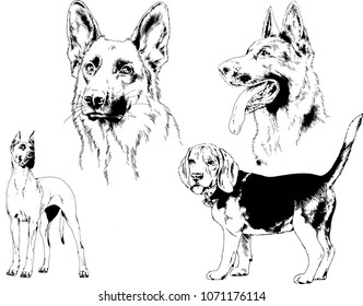vector drawings sketches pedigree dogs in the racks drawn in ink by hand , objects with no background
