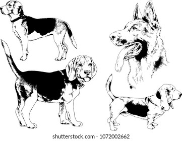 vector drawings sketches pedigree dogs in the racks drawn in ink by hand , objects with no background
