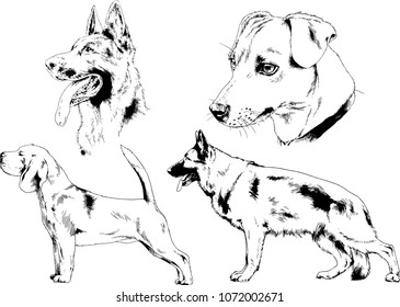 vector drawings sketches pedigree dogs in the racks drawn in ink by hand , objects with no background
