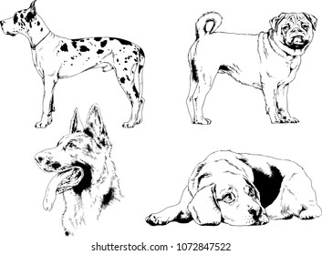 vector drawings sketches pedigree dogs in the racks drawn in ink by hand , objects with no background
