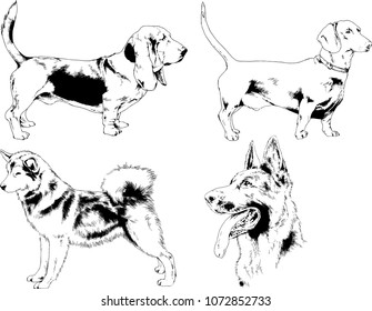 vector drawings sketches pedigree dogs in the racks drawn in ink by hand , objects with no background

