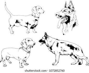 vector drawings sketches pedigree dogs in the racks drawn in ink by hand , objects with no background

