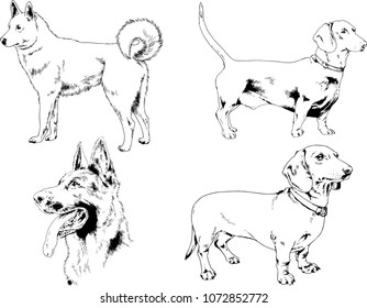 vector drawings sketches pedigree dogs in the racks drawn in ink by hand , objects with no background
