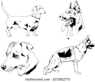 vector drawings sketches pedigree dogs in the racks drawn in ink by hand , objects with no background
