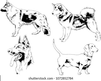 vector drawings sketches pedigree dogs in the racks drawn in ink by hand , objects with no background
