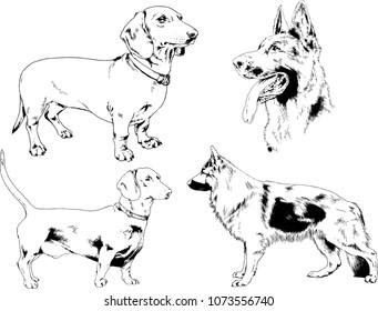 vector drawings sketches pedigree dogs in the racks drawn in ink by hand , objects with no background
