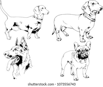 vector drawings sketches pedigree dogs in the racks drawn in ink by hand , objects with no background
