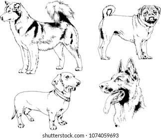 vector drawings sketches pedigree dogs in the racks drawn in ink by hand , objects with no background
