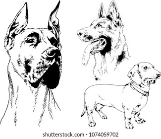 vector drawings sketches pedigree dogs in the racks drawn in ink by hand , objects with no background
