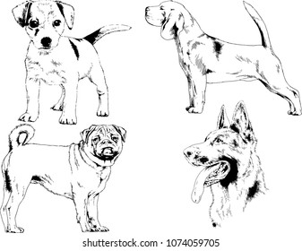 vector drawings sketches pedigree dogs in the racks drawn in ink by hand , objects with no background
