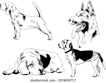 vector drawings sketches pedigree dogs in the racks drawn in ink by hand , objects with no background
