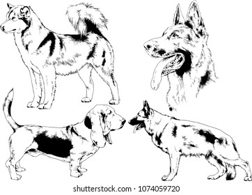 vector drawings sketches pedigree dogs in the racks drawn in ink by hand , objects with no background
