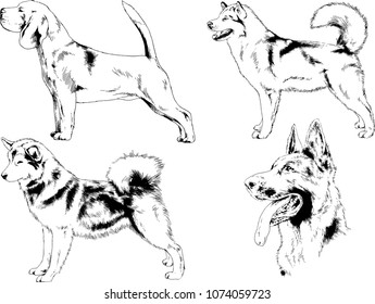 vector drawings sketches pedigree dogs in the racks drawn in ink by hand , objects with no background
