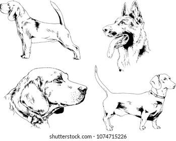 vector drawings sketches pedigree dogs in the racks drawn in ink by hand , objects with no background
