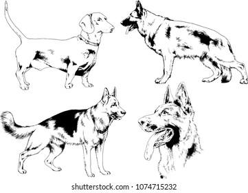 vector drawings sketches pedigree dogs in the racks drawn in ink by hand , objects with no background
