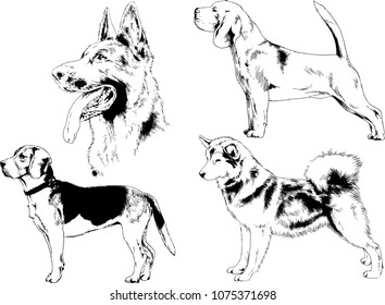 vector drawings sketches pedigree dogs in the racks drawn in ink by hand , objects with no background
