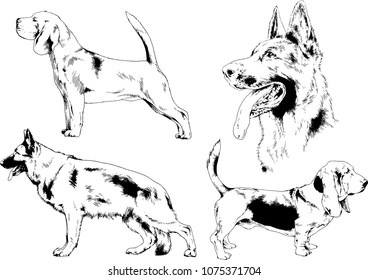 vector drawings sketches pedigree dogs in the racks drawn in ink by hand , objects with no background
