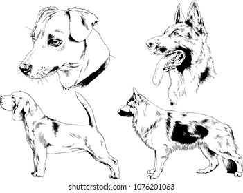 vector drawings sketches pedigree dogs in the racks drawn in ink by hand , objects with no background
