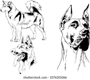 vector drawings sketches pedigree dogs in the racks drawn in ink by hand , objects with no background

