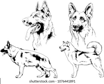 vector drawings sketches pedigree dogs in the racks drawn in ink by hand , objects with no background
