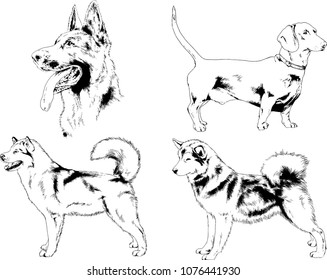vector drawings sketches pedigree dogs in the racks drawn in ink by hand , objects with no background
