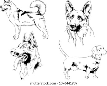 vector drawings sketches pedigree dogs in the racks drawn in ink by hand , objects with no background
