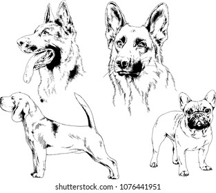 vector drawings sketches pedigree dogs in the racks drawn in ink by hand , objects with no background
