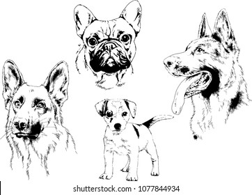 
vector drawings sketches pedigree dogs in the racks drawn in ink by hand , objects with no background
