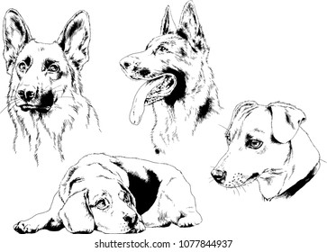 
vector drawings sketches pedigree dogs in the racks drawn in ink by hand , objects with no background
