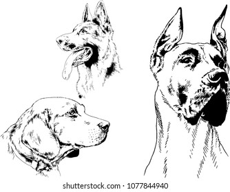 
vector drawings sketches pedigree dogs in the racks drawn in ink by hand , objects with no background
