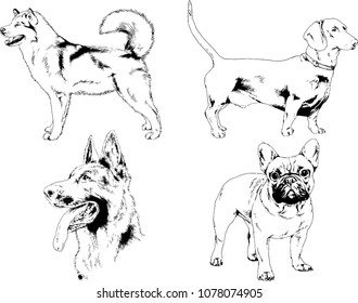 vector drawings sketches pedigree dogs in the racks drawn in ink by hand , objects with no background

