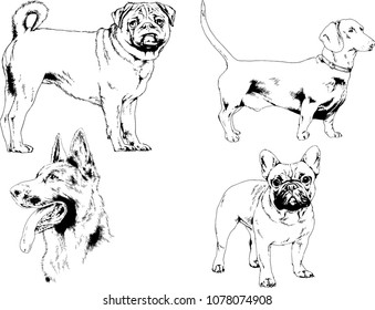 vector drawings sketches pedigree dogs in the racks drawn in ink by hand , objects with no background
