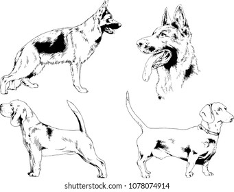 vector drawings sketches pedigree dogs in the racks drawn in ink by hand , objects with no background
