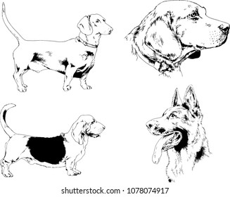 vector drawings sketches pedigree dogs in the racks drawn in ink by hand , objects with no background
