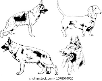 vector drawings sketches pedigree dogs in the racks drawn in ink by hand , objects with no background
